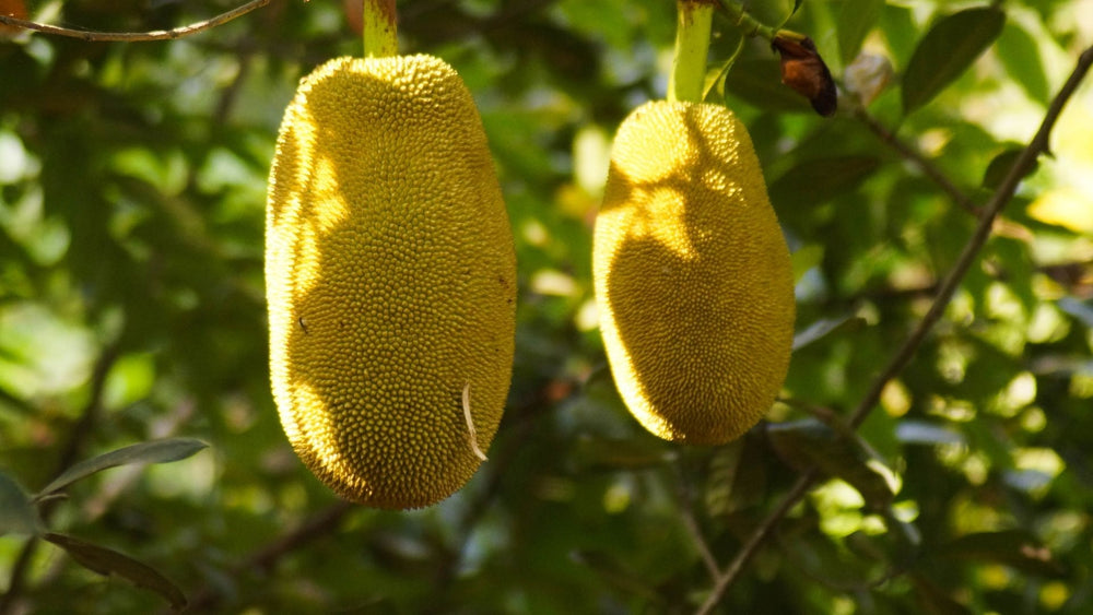15 Reasons Why You Should Be Eating Jackfruit 